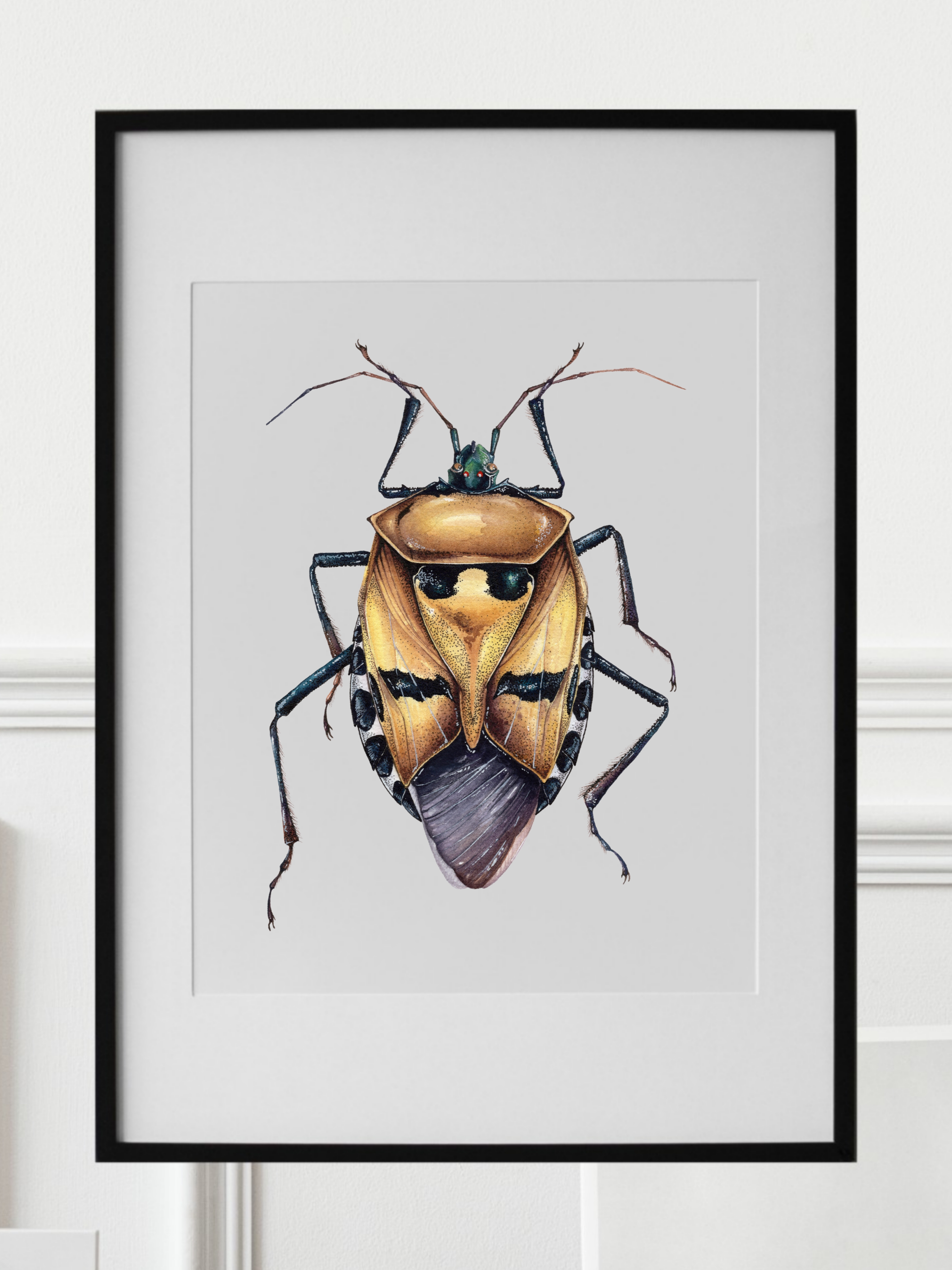 CATACANTHUS INCARNATUS